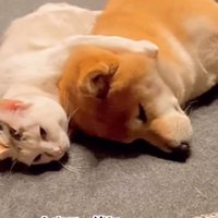 くっついて眠る2匹