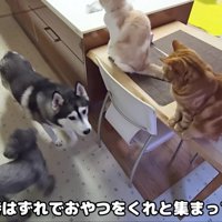 おやつにしますか♪