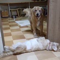 「通れへんやん…」