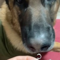ピアスの匂いを嗅ぐ犬