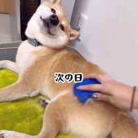 ブラッシング中のフクちゃん7