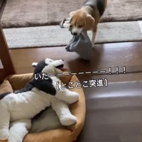 ぬいぐるみに近づく犬