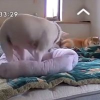 クッションの上の犬と伏せをする柴犬