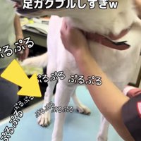 診察台の上で震える犬