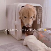 赤ちゃんを見る犬
