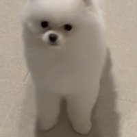 白いポメラニアン