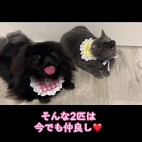 仲良しな2匹にホッコリ