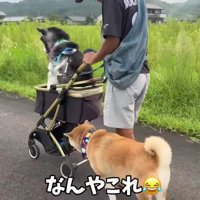 思わず二度見しそう…！