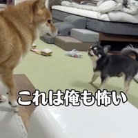 爆音の雷には勝てず