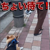 リードを持つ人が交代した時のジノくん9