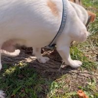 草の上を歩く犬の後ろ姿