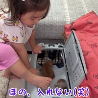 キャリーへ入ろうとするほのちゃん