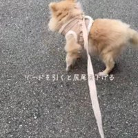 散歩が苦手だった