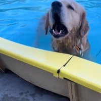 プールの中に入って飼い主へ声をあげる犬