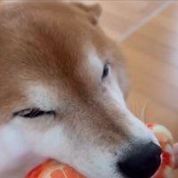 目