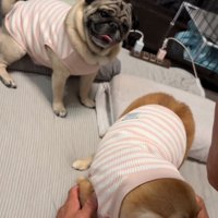 首をかしげるとんちゃん