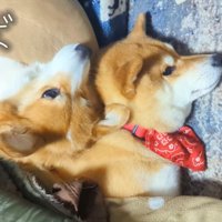 枕を奪われたスティーブくん4