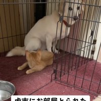 壁際に座る犬と寝転ぶ子猫