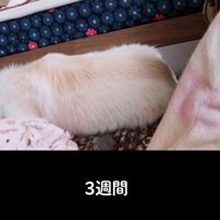 部屋の中で体を伸ばして寝る犬