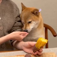 焼き芋を食べて嬉しそうな顔をする犬