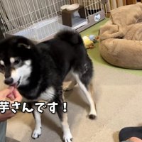 「え！干し芋！？」