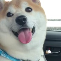 ドライブが大好き