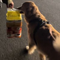 飼い主が持っている荷物を加える犬