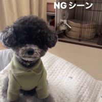 ハウスを失敗するさくらちゃん2