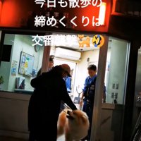 方向転換する秋田犬