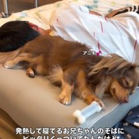 お兄ちゃんに寄り添うアムくん