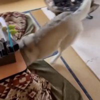 こたつに顔を突っ込む犬