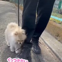 ずっとくっついて歩く♪