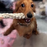 おもちゃを咥えて遊ぶ犬