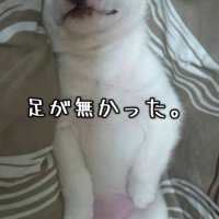 片足のない赤ちゃん犬