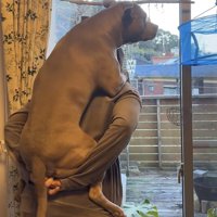 おんぶされて遠くを見るピットブル