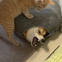 おかかちゃんを圧迫