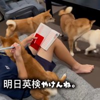 翌日試験の娘さん