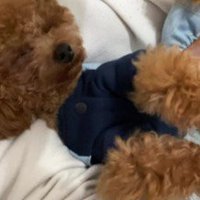 完全にリラックスモード