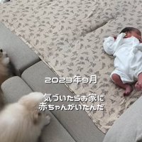 赤ちゃんと小型犬