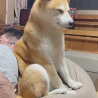 コタツで横になっている男性と、男性のそばで座る犬