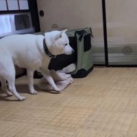 クレートの前で立ち尽くす犬