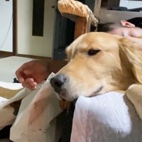 ジョイくんとパパさんがウトウト…