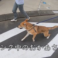 散歩中にお母さんに会った時のワンジローくん6