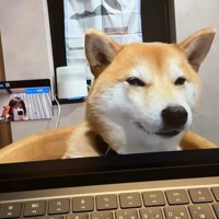 zoom会議中のみかんちゃん3