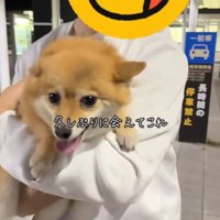 あずきちゃんとママの再会4