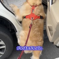 車の前で踏ん張る犬