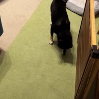 もう一度オヤツで釣ってみます