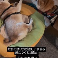 妹犬に声をかける飼い主