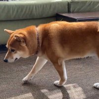 渋々ハウスに向かいます