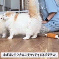 ポテチくんがレモンさんにチュッ♡